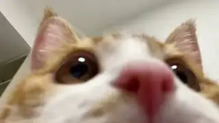 It looks soft and cuddly.#PetLovers #PetParents #YouTubePets #CatLover #cat