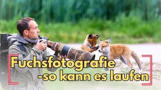 Fuchsfotografie mit Laufsteg. Es wird immer anders, wie man denkt