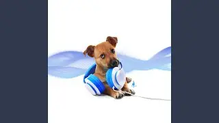 Quiet Tail Wag