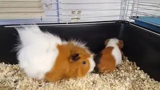 Tengerimalac &ouml;sszeszoktat&aacute;s