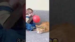 #shorts#cat#catfunny videos #magic tricks #magic tricks successful#animal comedy video#tricks