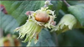 a nuciola in Cervione