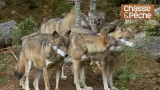 Rencontre sans langue de bois avec Olivier Thibaut de l&rsquo;ONCFS (Partie 2)