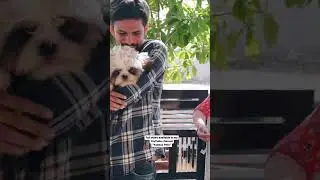 Dog meeting owner after a long time 🐶🥰 #shortvideo #dog #shihtzu #greatdane #cute #trending #pets