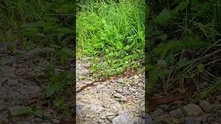 Snake On My Path!🐍 #snake #snakevideo #shorts