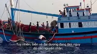 Viet Nam's work to address marine plastic pollution