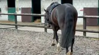 longe stap links
