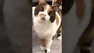 Adorable Kitten Antics! 🐱💕 #viral #KittenAntics #PetLove #FelineFun #adorablepets #