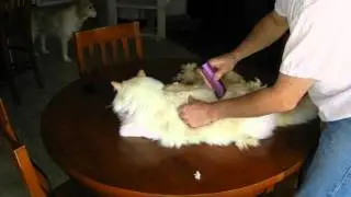 How to shave your cat