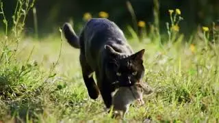 a cat run an catch a rat on grassland