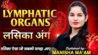 Lymphatic Organs in hindi | lymphatic organs anatomy and physiology