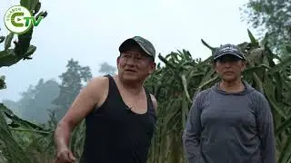 PITAHAYA