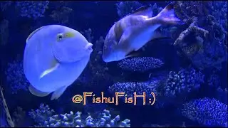 [ 4 ] Aquarium ANTALYA 2019 #kumk&ouml;y #turkey #side #travel  #summer #vacation #antalyabbtv #aquarium