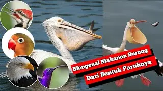 Mengenal Makanan Burung Dari Bentuk Paruhnya