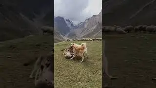 The shepherd dogs easily pulled the wolf away from the sheep by the ear