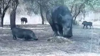 Rhino Vs Warthog