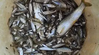 Village fishing||Catching different fishes in pond#Assam Village life#Bihu