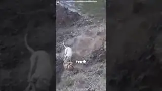 Dogo Argentino Vs Puma - Real Fight - Who will win 😏