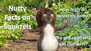 Chico & Furface Show: Episode 3 - Nutty Facts on Squirrels (Adobe Character Animator)