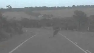 munglinup roo.MP4