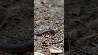 Eastern Worm Snake  #natureencounters