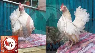 FANCY CHICKEN | super cheap price |  #malaysian #serama #bantam  #chicken #sordillaserama #advensoy