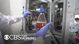 Inside the labs crafting slaughter-free meat