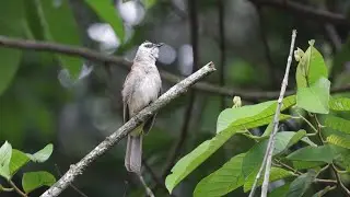 Yellow-vented Bulbul Chirping Call Sound