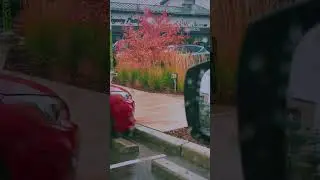 Weather in Calgary| October Rain and Autumn Leaves 🍂