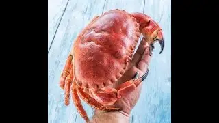 Cancer pagurus