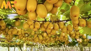 How To Farming kiwi Fruit | Kiwi Fruit Harvesting And Packaging Factory | Modern Farm➤68