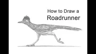 How to Draw a Roadrunner