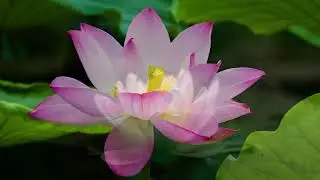 Quotes of Lotus Flower