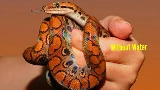 Top 10 animals which can last the longest without water