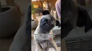 Sonido para perros #shorts