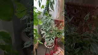 Ficus Benjamina Twilight #plants #houseplants #indoorplants #indoorjungle #plantssparkjoy