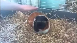 How to pick up a Guinea-Pig and how to pet your Guinea-Pig