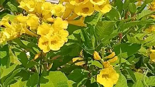 Tecoma mein Nahin a rahe hain flower To dekhiae video mein  Sari jankari...