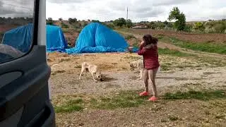Limon Abi Ankara, Kızılcahamam, Pazar Doğa Kampında.