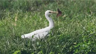 The Jungle Tale | Survival Written in the Silence of Existence |#jungle #wildlife #birds #morning