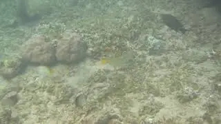 Butterflyfish Behavior and Climate Change