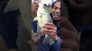 Slab Crappie Hooked While Using a Dropshot #fishing #crappiefishing