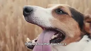 How dogs 🐕 can detect danger ⚠️? Let&rsquo;s check @Interesting-things555