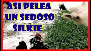 Silkies gallinas gallo nos sorprende contra gallina negra ponedora e intenta poner condiciones