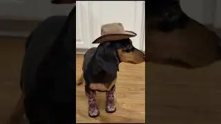 Country dog #cowboy #dog #youtubeshorts #viralshorts #shorts