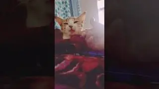 Cats Are Amazing Roommates