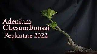Adenium Obesum bonsai sp b replantare.