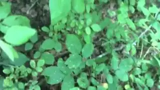 Northern Prickly Ash