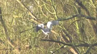 Grey Heron lands in tree Nunnery Lakes Thetford UK 23Jan16 914a