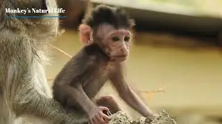 Amazing ! Cute Baby Monkey HeiDi